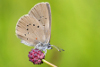 Liste complète des papillons de jour du massif du Jura