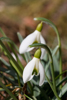 Galanthus nivalis - la perce-neige