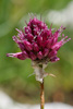 Allium sphaerocephalon - l'ail à tête ronde