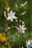 Anthericum ramosum - la phalangère rameuse
