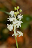 Maianthemum bifolium - le maianthème à deux feuilles