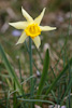 Narcissus pseudonarcissus - le narcisse jaune