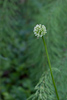 Allium victorialis - l'ail victorial