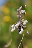 Allium oleraceum - l'ail des champs