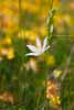 Anthericum liliago - la phalangère à fleur de lis