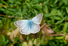 Polyommatus coridon - l'Argus bleu-nacré
