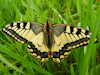 Papilio machaon - le Machaon