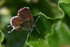 Cacyreus marshalli - le Brun des pélargoniums