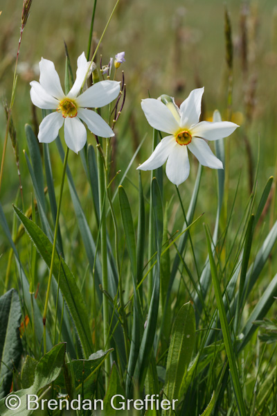 Narcissus poeticus (le narcisse des poètes) dans le massif du Jura